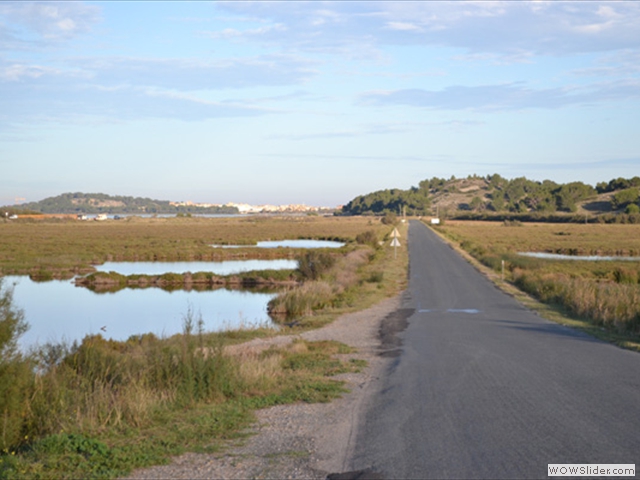 Road through the marshland